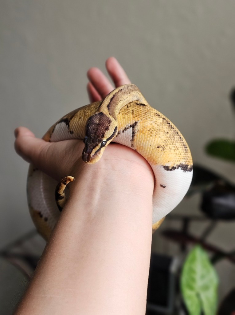 Pairing was Mahogany 100% Het Pied X Pewter Pied. Already eating frozen thawed rat pups and ready to go. 