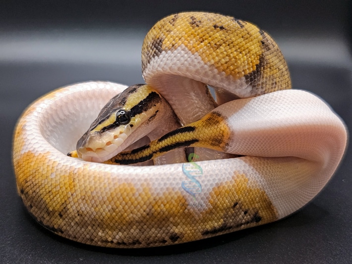 Pairing was Mahogany 100% Het Pied X Pewter Pied. Already eating frozen thawed rat pups and ready to go. 