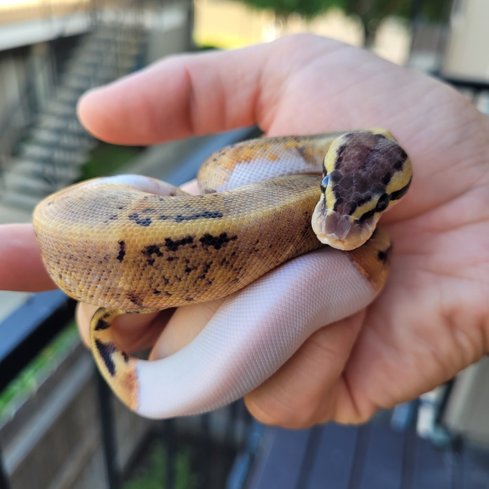 Pairing was Mahogany 100% Het Pied X Pewter Pied. Already eating frozen thawed rat pups and ready to go. 