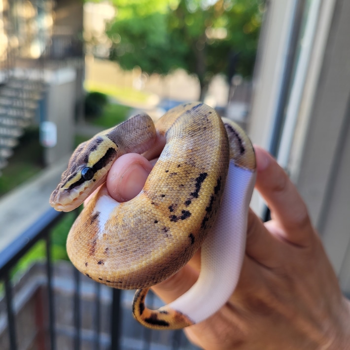 Pairing was Mahogany 100% Het Pied X Pewter Pied. Already eating frozen thawed rat pups and ready to go. 